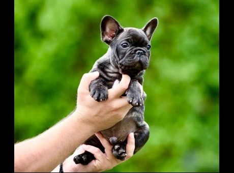 1  francuski buldogl0126.jpg